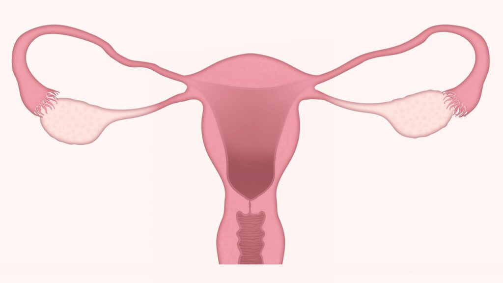 Uterus in menopause